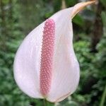 Anthurium nymphaeifolium Floare