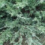 Juniperus horizontalis Blatt