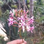 Epidendrum ibaguenseBark