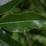 Melicope borbonica Leaf