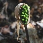 Arum idaeum Fruit