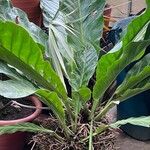 Anthurium hookeri Leaf