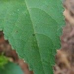 Abutilon indicum Foglia