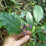 Solanum melissarum Други