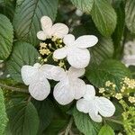 Viburnum plicatum Blüte