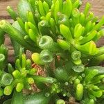 Crassula ovata Levél