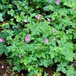 Geranium endressii Habitatea