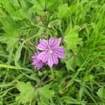 Malva neglectaFlower