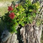 Barleria repens Vekstform