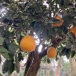 Citrus maxima Fruchs