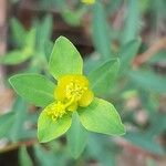 Euphorbia spinosa 花