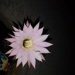 Echinopsis oxygona Квітка
