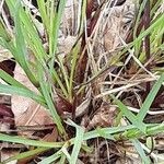 Dianthus carthusianorum Hábito