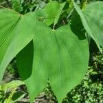 Bauhinia monandraLevél