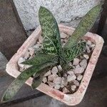 Gasteria excelsa Hostoa