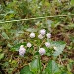 Ageratum conyzoides Фрукт