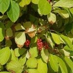 Schisandra chinensis Fruchs