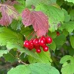 Viburnum trilobum फल