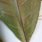 Pouteria fimbriata Leaf