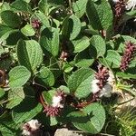 Salix reticulata عادت داشتن