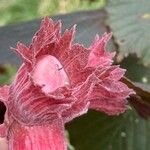 Corylus maxima Fruit