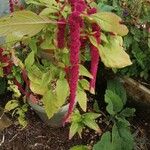 Amaranthus caudatusЦветок