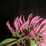 Vantanea guianensis Flor