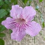 Podranea ricasoliana 花