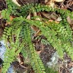 Asplenium trichomanes Hábitos