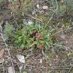 Tuberaria lignosa Natur