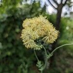 Thalictrum flavum 花