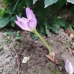 Colchicum speciosum Облик