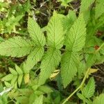 Rubus fraxinifolius Hoja