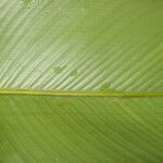 Calathea lasiostachya Leaf