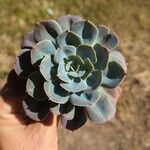 Echeveria secundaList