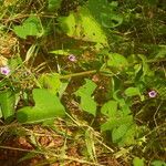 Ipomoea heterotricha Habit