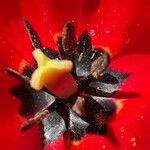 Tulipa raddii Žiedas