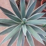 Agave vivipara Fuelha