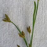 Fimbristylis dichotoma Flower