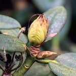 Rhododendron adenogynum Other