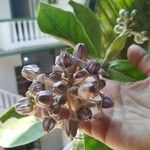 Calotropis gigantea Leaf