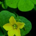 Oxalis dillenii फूल