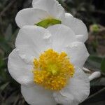 Carpenteria californica 花