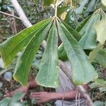 Neocussonia vantsilana Leaf