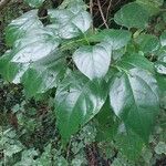 Catalpa bungei Blatt