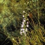 Liatris pilosa موطن