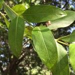 Kraussia floribunda Hoja