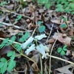 Dicentra canadensis Flower