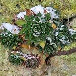 Sempervivum tectorum Leaf