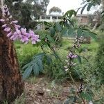 Indigofera australis Λουλούδι